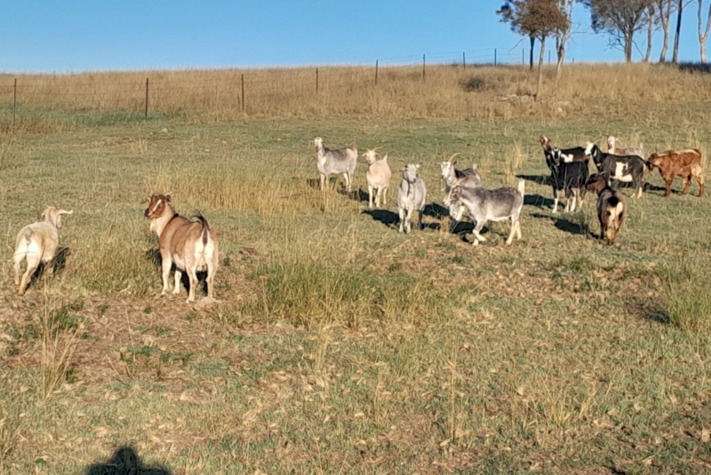 24 Mixed Sex Rangeland Goats Farm Tender