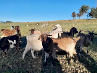 24 Mixed Sex Rangeland Goats Farm Tender