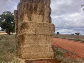 150 X Barley Straw 8X4X3 Large Square Bales