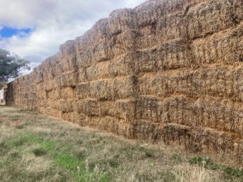 150 X Barley Straw 8X4X3 Large Square Bales