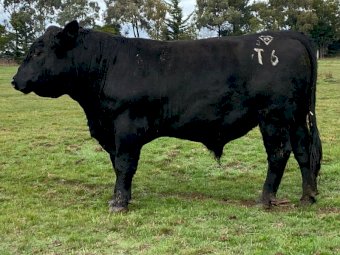 2 x Registered Angus Australia HBR Stud Bulls