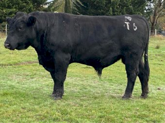 2 x Registered Angus Australia HBR Stud Bulls
