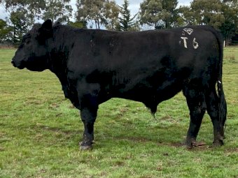 2 x Registered Angus Australia HBR Stud Bulls