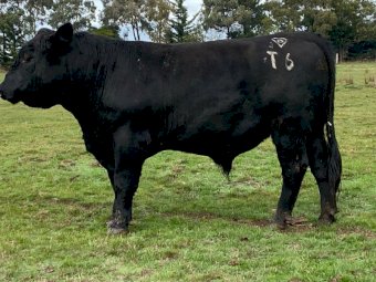 2 x Registered Angus Australia HBR Stud Bulls
