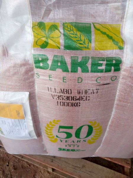 4mt ILLABO Wheat Seed