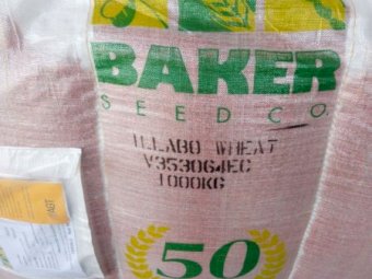4mt ILLABO Wheat Seed