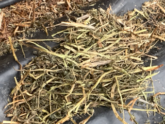 80mt Vetch Hay 630-650kg 8x4x3 Bales