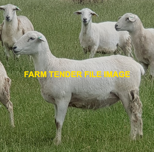 WANTED Australian White Ewes and Ram
