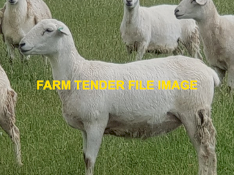 WANTED Australian White Ewes and Ram