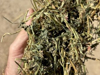 140mt Lucerne Hay 580-600kg 8x4x3 Hay