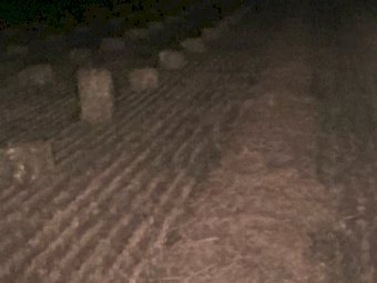 1700 x Oaten Hay Small Squares