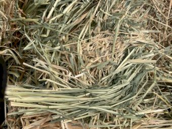 1700 x Oaten Hay Small Squares