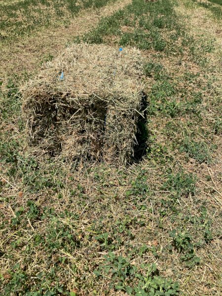 800 x Clover & Rye Hay Small Squares