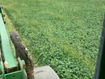 800 x Clover & Rye Hay Small Squares