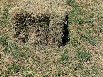 800 x Clover & Rye Hay Small Squares