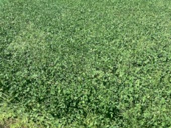 1000 x Clover & Lucerne Hay Small Squares