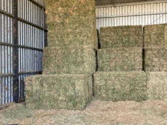 1000 x Clover & Lucerne Hay Small Squares