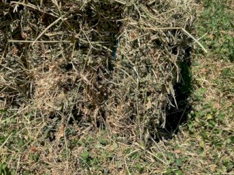 1000 x Clover & Lucerne Hay Small Squares