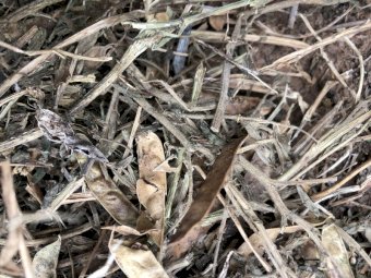 150 Rolls of 22/23 Vetch Hay