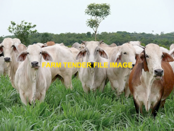 WANTED Tropical Pasture Seed Blend for Beef Cattle