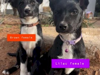 Kelpie x Border Collie pups!!