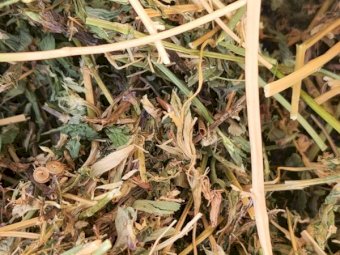 180mt Lucerne Hay 8x4x3 Bales