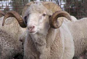 WANTED Rams with horns