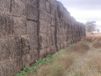 100mt Vetch Hay 500kg 8x4x3 Bales