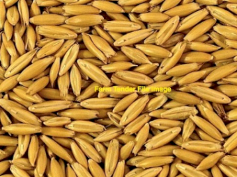 2MT Bannister Oat Seed