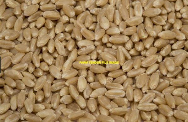 1MT Scepter Wheat Seed
