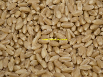 1MT Scepter Wheat Seed