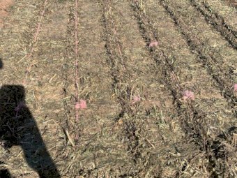 200mt Vetch Hay 8x4x3 Bales