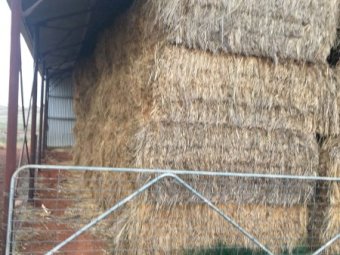 70-80mt Oaten Hay 8x3x3 Bales
