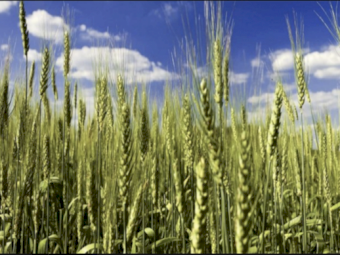 SOA - Ex Geelong - Available now