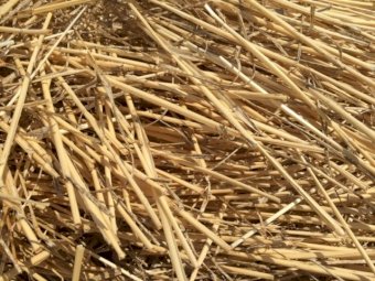Wheaten Straw