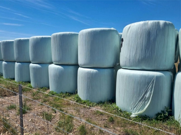 Under Auction - (A249) 50 x Clover/Rye Grass Hay 5X4 Round Bales 