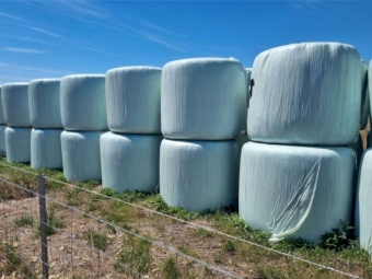 Under Auction - (A249) 50 x Clover/Rye Grass Hay 5X4 Round Bales 