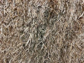 23/34 Season Shedded Vetch Hay