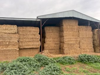 23/34 Season Shedded Vetch Hay