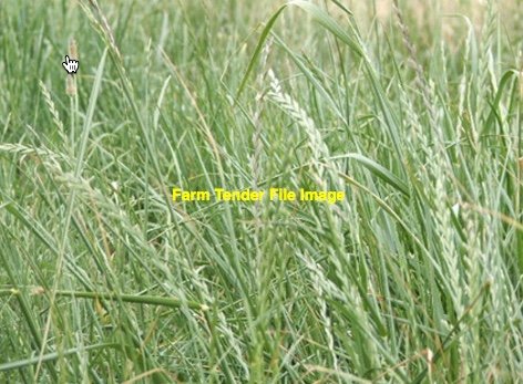 WANTED Agistment Property Bylong, Upper Hunter, Willow Tree