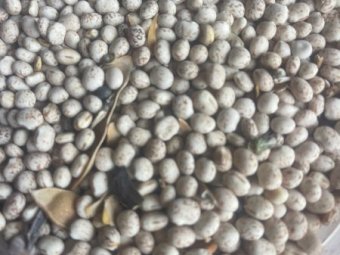 42mt Mandelup Lupins