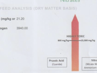 Canola and Rye Grass Hay