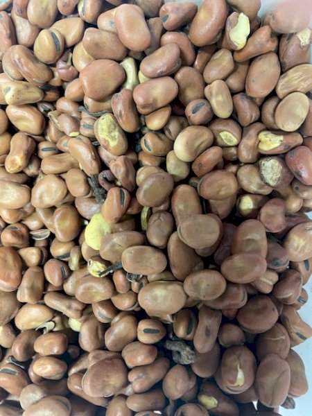 25m/t Feed Faba Beans
