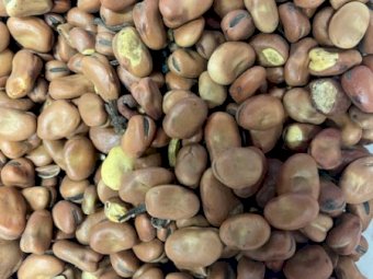 25m/t Feed Faba Beans