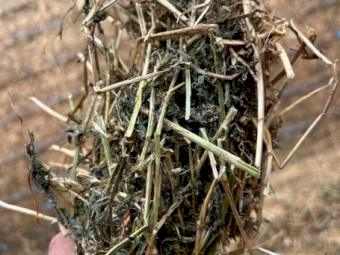 33mt Lucerne Hay 550kg 8x4x3 Bales