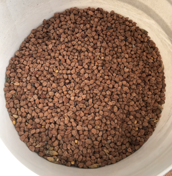 23mt Captain Desi Chickpeas
