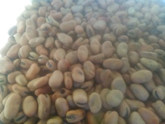 150MT Amberley Faba Beans