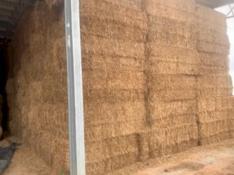 300mt Vetch Hay 620kg 8x4x3 Bales