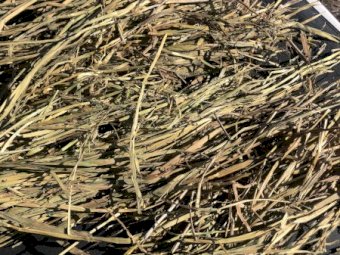 150mt Oaten Hay 500kg 8x4x3 Bales