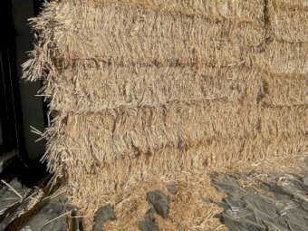 2023 Windrowed Wheaten Straw